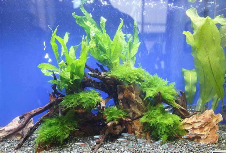 流木と水草に群れるネオンテトラの仲間の水槽レイアウト