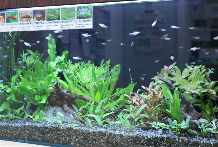 水草とネオンテトラの仲間が泳ぐ生体紹介パネル付き水槽