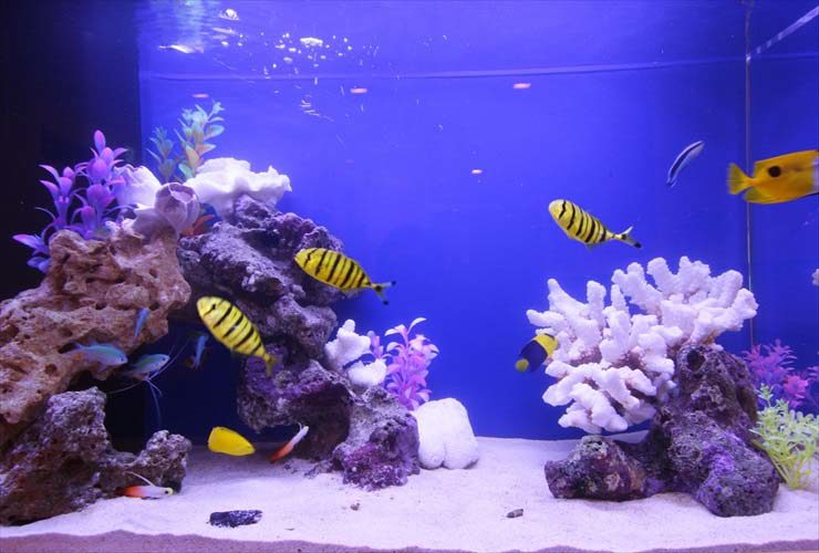 クリニック・病院・小児科の水槽画像5