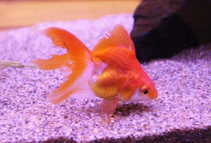 はめ込み型アクアリウム 金魚水槽 リニューアル写真7