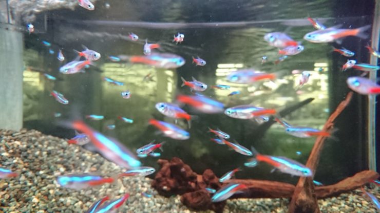 水槽内を泳ぐネオンテトラの仲間と流木や底砂の景観