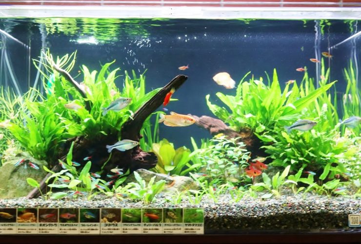 流木と水草を配置した水槽を泳ぐネオンテトラの仲間と熱帯魚