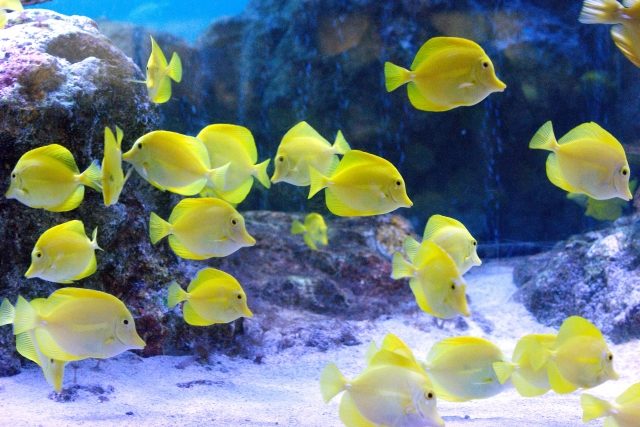 岩礁と白い砂底を泳ぐ黄色い海水魚の群れ