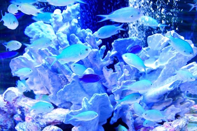 サンゴ礁を泳ぐ青い熱帯魚の群れと白い飾りサンゴの風景