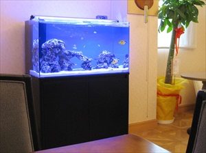 室内設置の海水魚水槽と横に並ぶ観葉植物の鉢植え