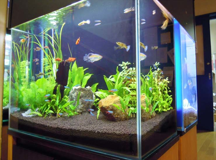 グッピーやネオンテトラの仲間が泳ぐ水草水槽の全景