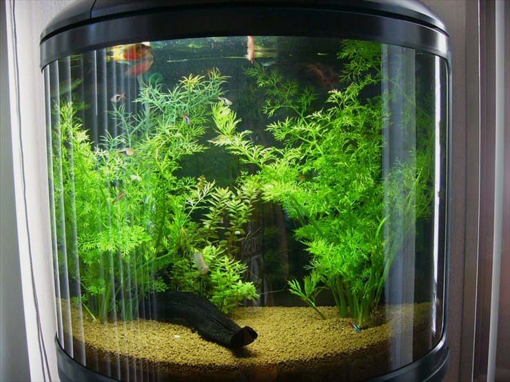 水草が茂る円筒形の水槽と泳ぐ小型熱帯魚の仲間