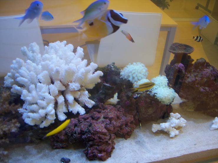 白いサンゴと海水魚が泳ぐマリンアクアリウムの水槽内