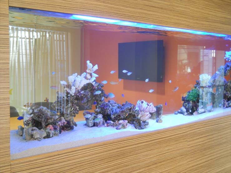 壁埋め込み式の大型海水魚水槽と泳ぐ青い熱帯魚群