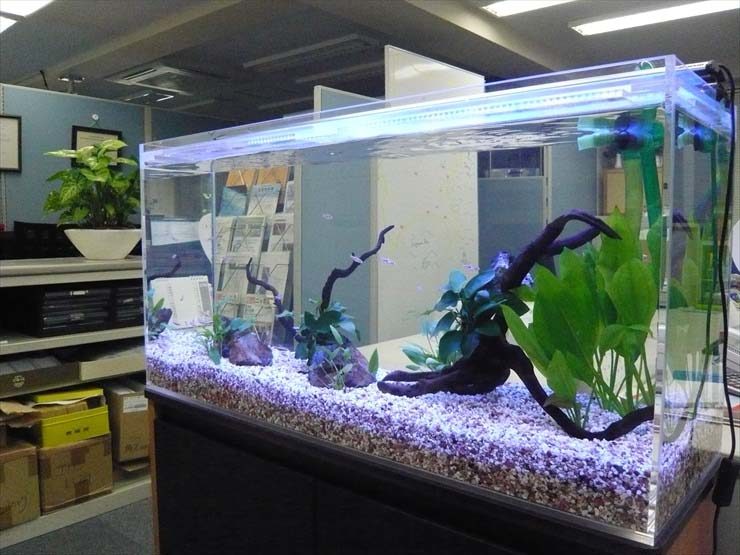 オフィスに設置された流木と水草の大型アクリル水槽