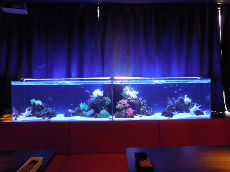 青い照明に照らされた横長な海水魚水槽とサンゴのレイアウト