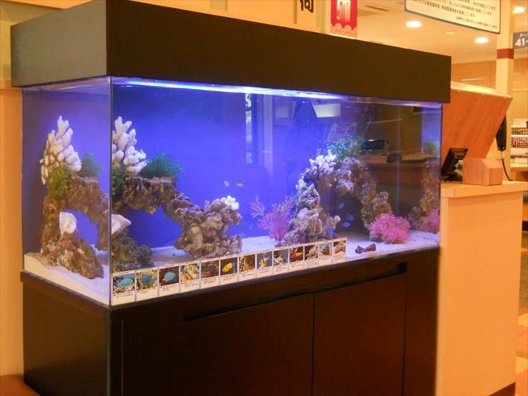 サンゴ岩を組んだ大型海水魚水槽と黒い水槽台