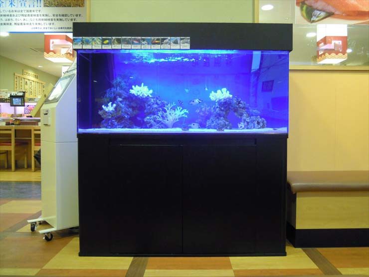 青い照明が灯る店舗設置の大型海水魚水槽