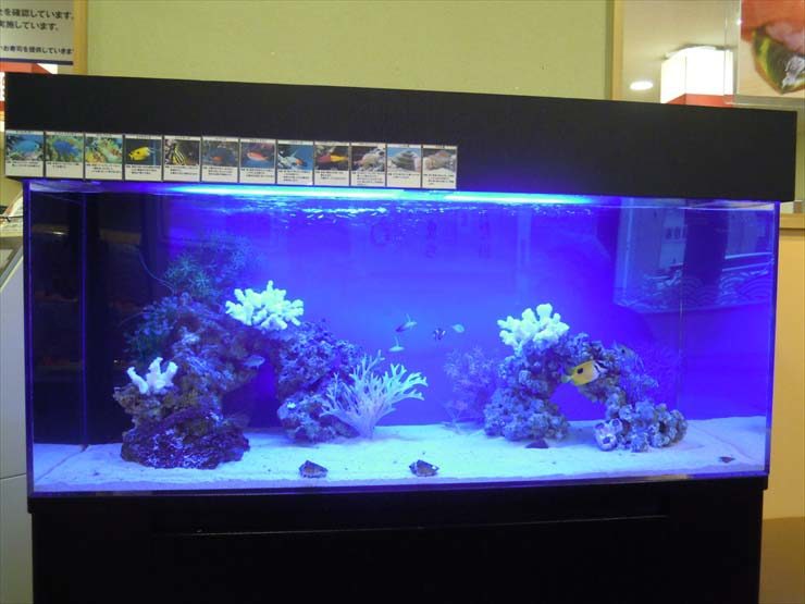 青い照明の海水魚水槽と白いサンゴのレイアウト