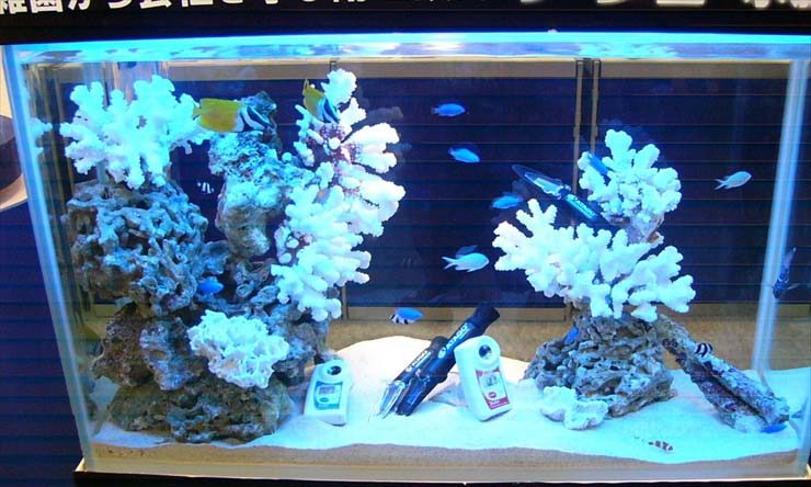 白いサンゴと青い熱帯魚が泳ぐ海水魚水槽のレイアウト