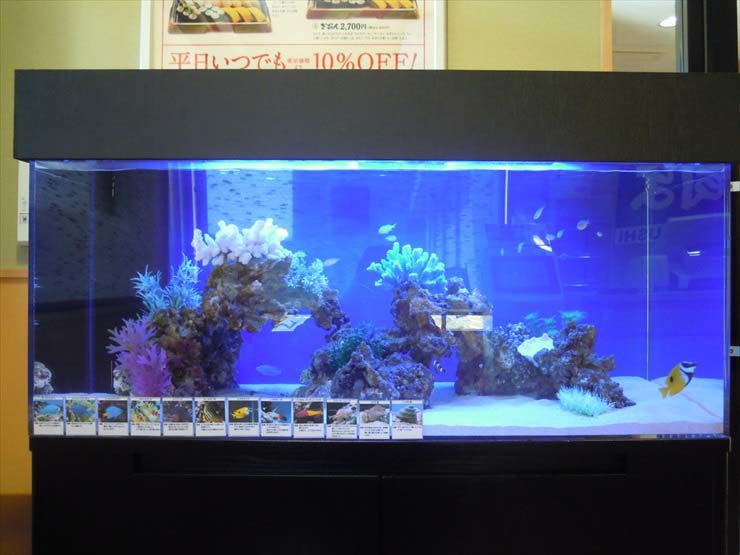 青い照明の海水魚水槽と岩のレイアウトと黄色い熱帯魚