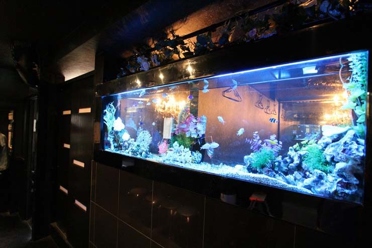 薄暗い店内に設置された大型の海水魚水槽