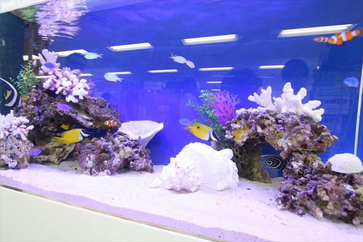 青い背景にサンゴ岩と海水魚が泳ぐ大型海水水槽の全景