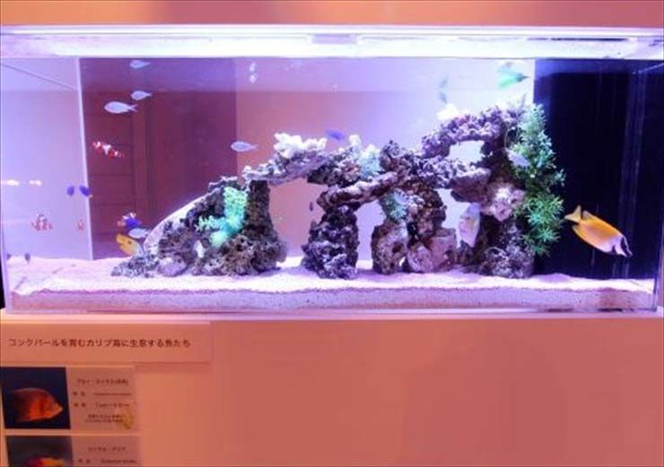 カリブ海に生息する魚たちの展示水槽の見出し画像
