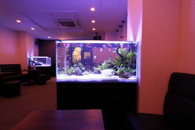 紫の照明に照らされた店内の大型水槽と泳ぐ熱帯魚たち