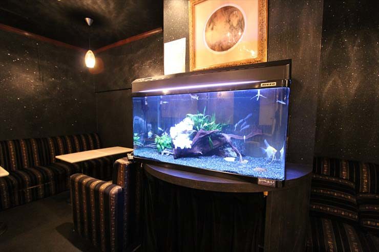 薄暗い店内に設置された流木と水草の大型熱帯魚水槽