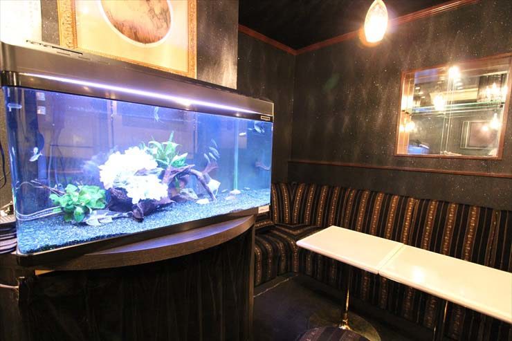 飲食店ソファ席横に設置された大型の熱帯魚水槽