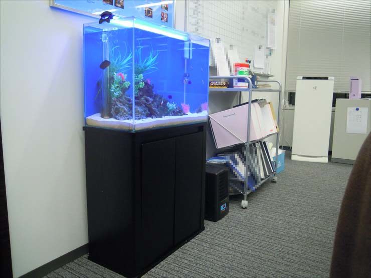 オフィスに設置された青い背景の熱帯魚水槽と黒い水槽台