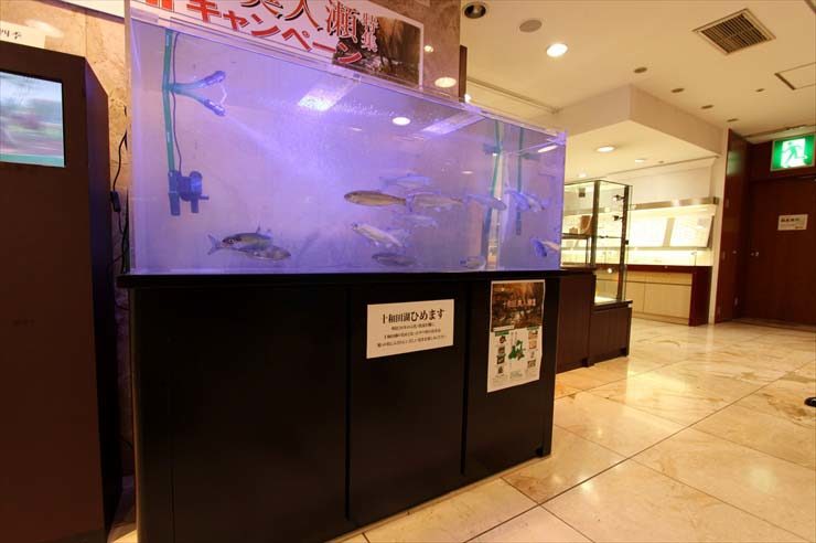 十和田湖ひめますを展示するホテルの大型水槽