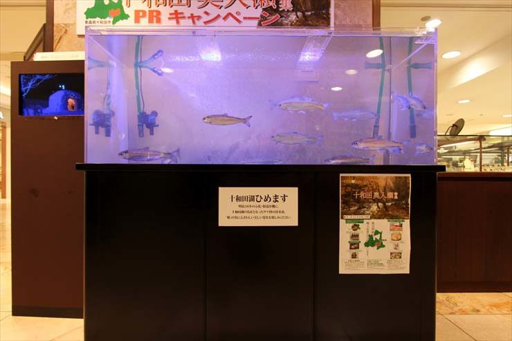 十和田湖ひめますPRキャンペーンの展示水槽