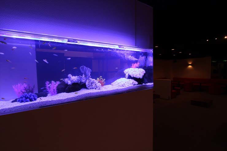 青い照明に照らされた横長の水槽と白い底砂のレイアウト