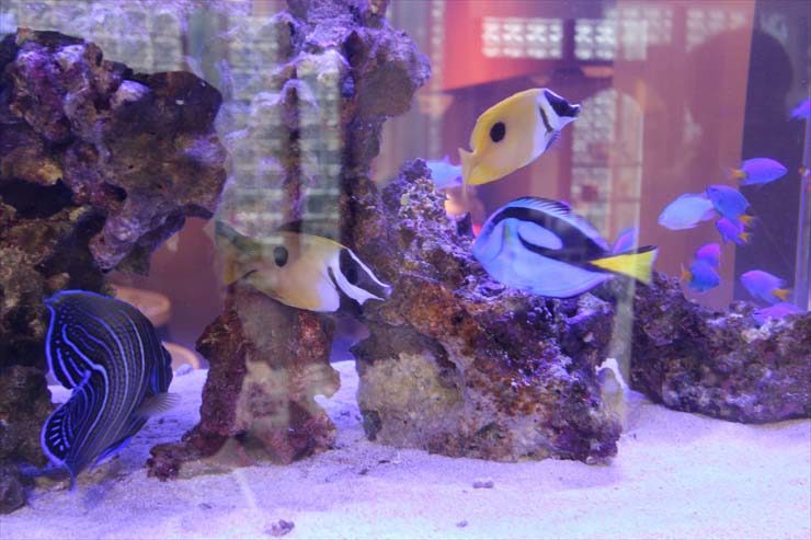 ライブロックと海水魚が泳ぐサンゴ砂の海水水槽内壁面