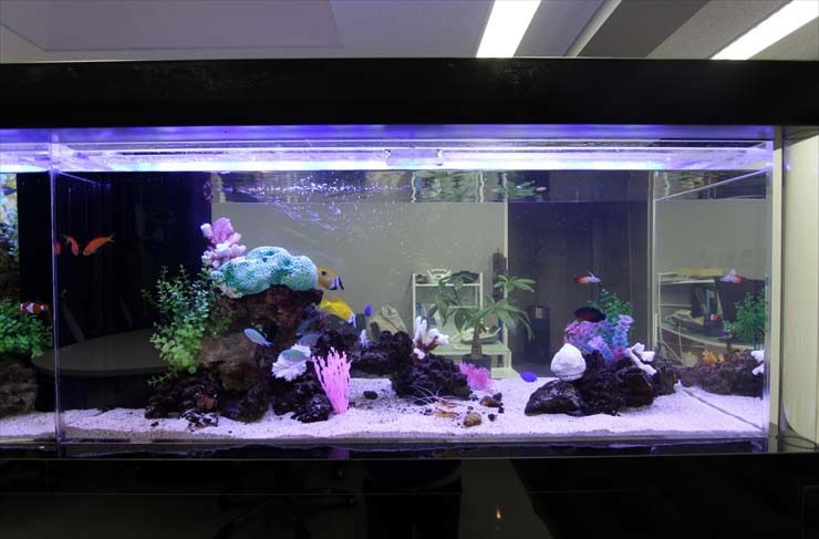 サンゴ模型と海水魚が泳ぐオフィス設置の大型水槽