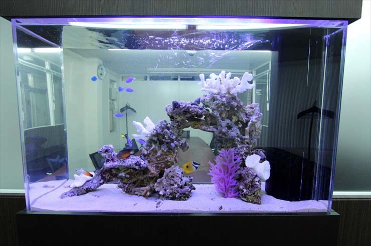 青い小魚とライブロックを配置した海水魚水槽の全景
