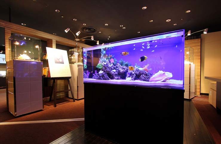 青い照明の大型海水魚水槽と落ち着いた室内のインテリア