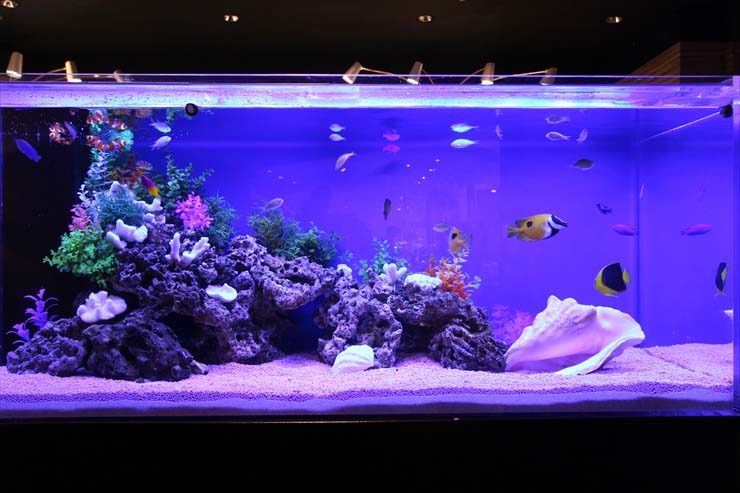 青い照明の海水魚水槽と岩組みに泳ぐ熱帯魚の群れ