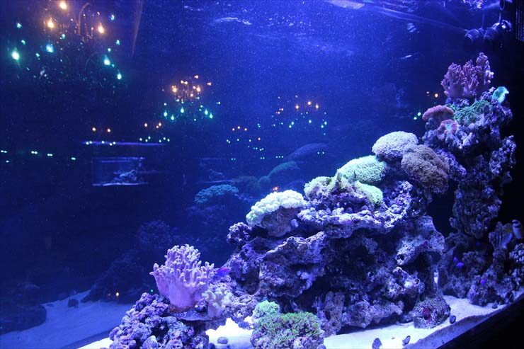 青い照明に照らされたサンゴ礁とライブロックの海水槽