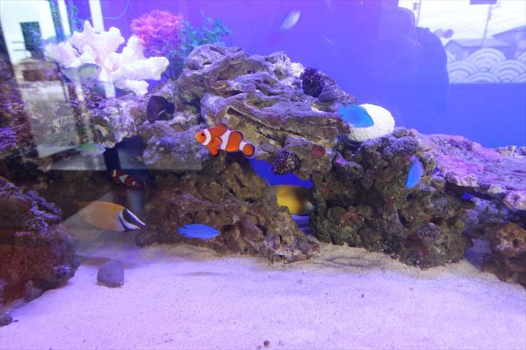 岩組の周りを泳ぐカクレクマノミと青い海水魚の群れ