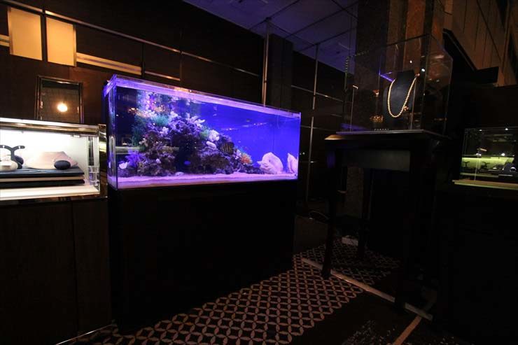 青い照明に照らされた大型の海水魚水槽と宝飾品の展示棚