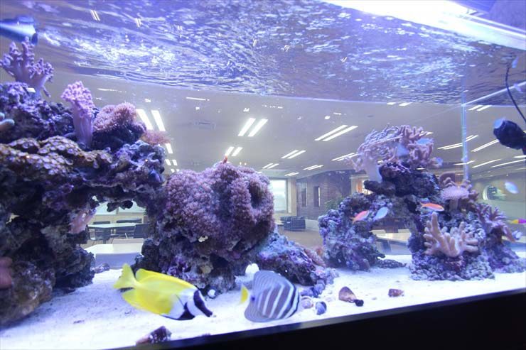 海水魚とサンゴが泳ぐ大型の海水魚水槽