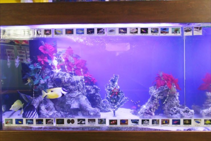 赤い造花と海水魚が泳ぐクリスマス装飾の海水水槽