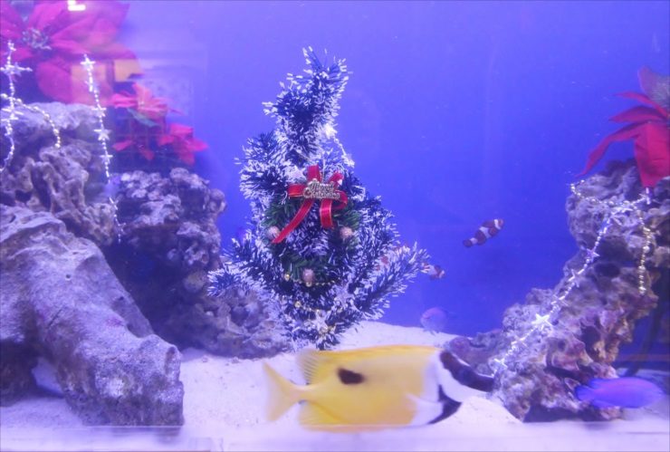 クリスマスツリーと海水魚が泳ぐサンゴ砂の海水水槽