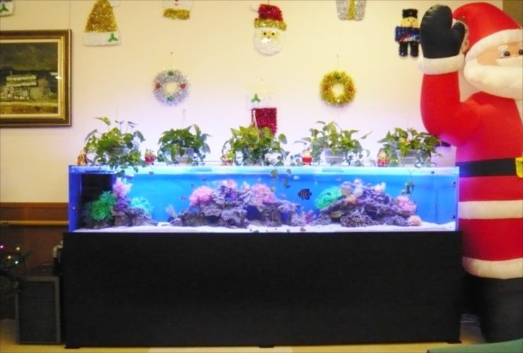 サンタの人形とクリスマス装飾を施した大型海水魚水槽