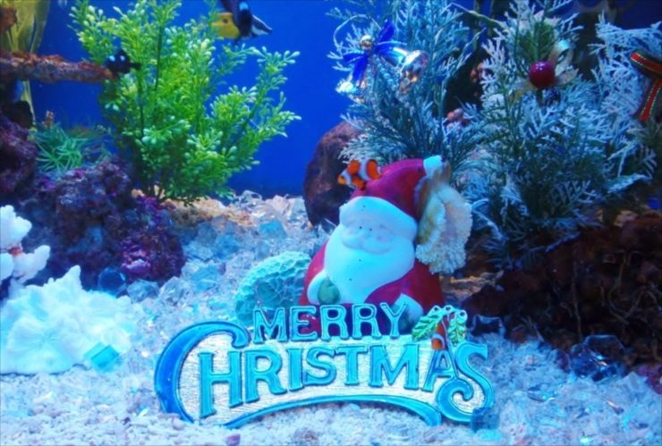 サンタの置物とロゴがあるクリスマス仕様の海水魚水槽