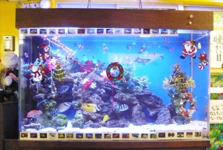 クリスマス装飾を施した海水魚水槽と泳ぐ熱帯魚たち
