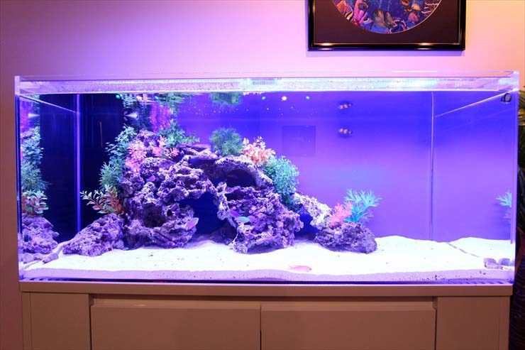 青い照明に照らされた岩組みと白い砂の海水魚水槽