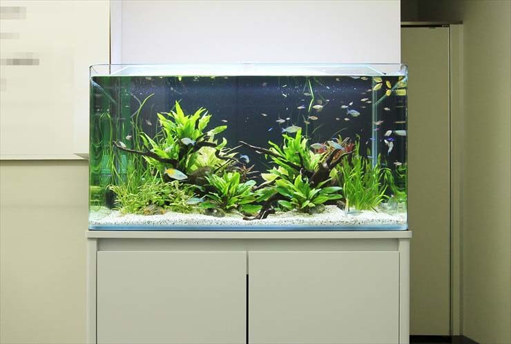 流木と水草を配置した熱帯魚水槽と白い水槽台