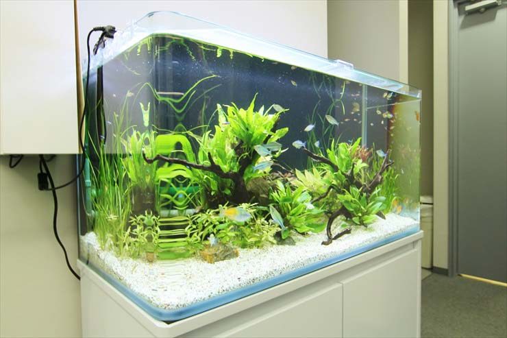 流木と水草を配置した白い砂の大型熱帯魚水槽