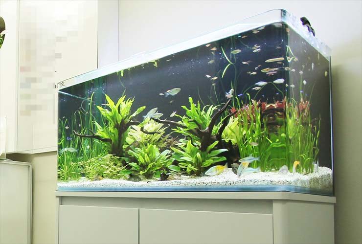 水草と流木を配置した水槽内を泳ぐ小型熱帯魚の群れ