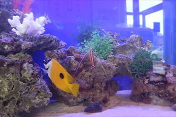 ライブロックの海水魚水槽を泳ぐ黄色い魚とエビの仲間