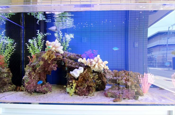 青い背景に岩と人工サンゴを配置した海水魚水槽の全景